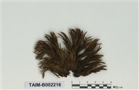 藏品(珠苔屬)的圖片